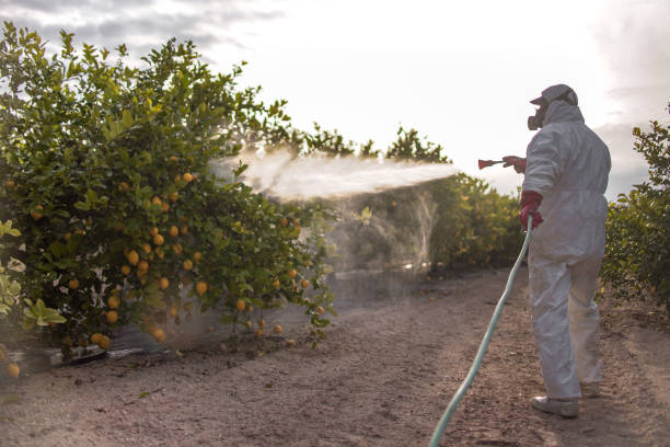 Best Termite Control Services  in Providence Village, TX